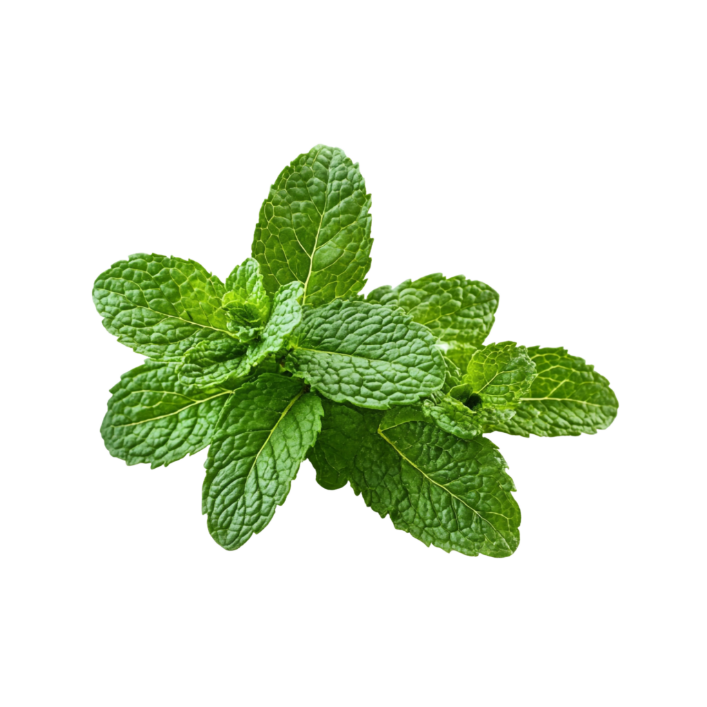 menthe